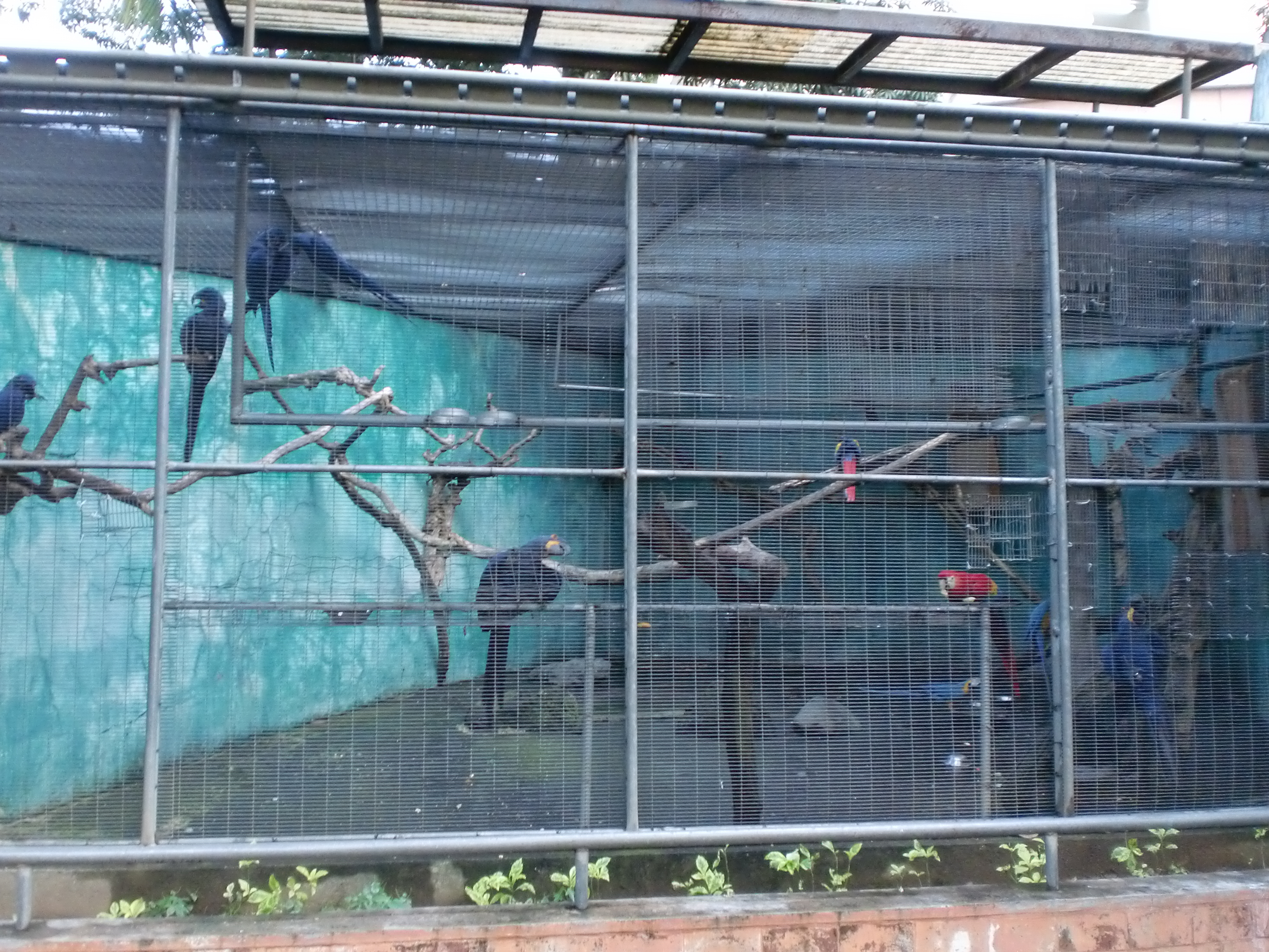 Macaws
